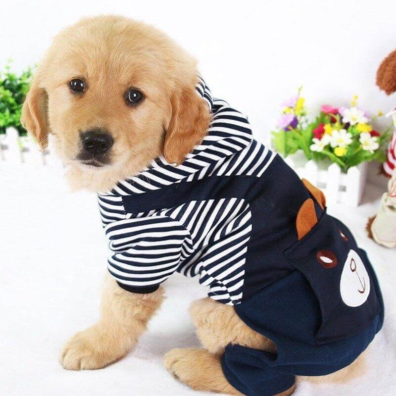Striped dog hoodie winter outfit on a golden retriever puppy, showcasing a cute striped design and cozy fit.